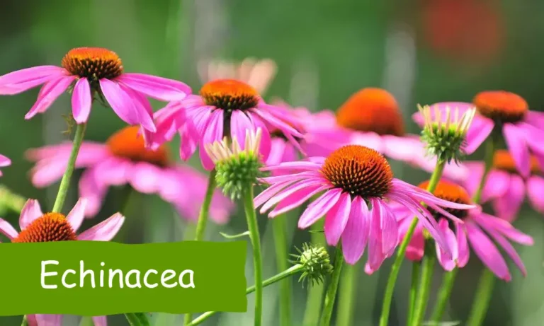 echinacea, immunerősítés